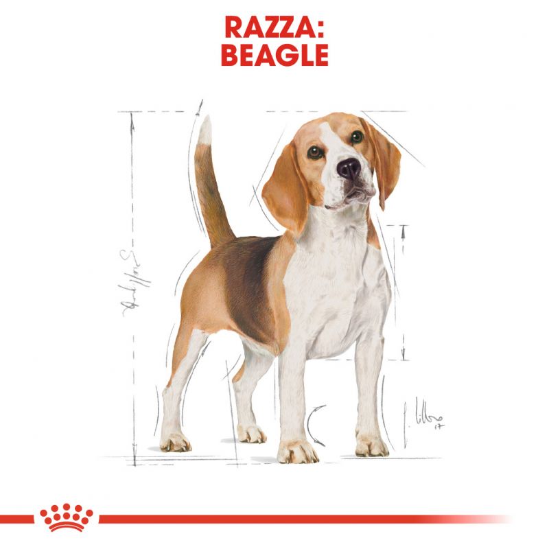 Beagle Adult - Crocchette per Cani