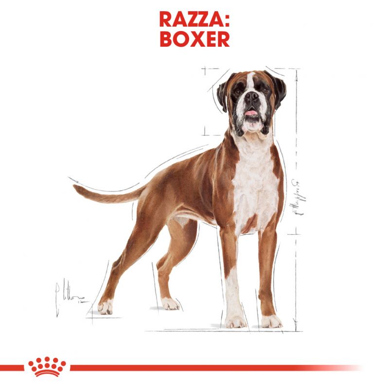 Boxer Adult  - Crocchette per Cani