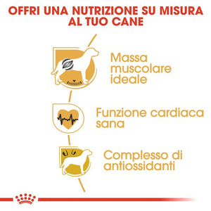 Boxer Adult  - Crocchette per Cani