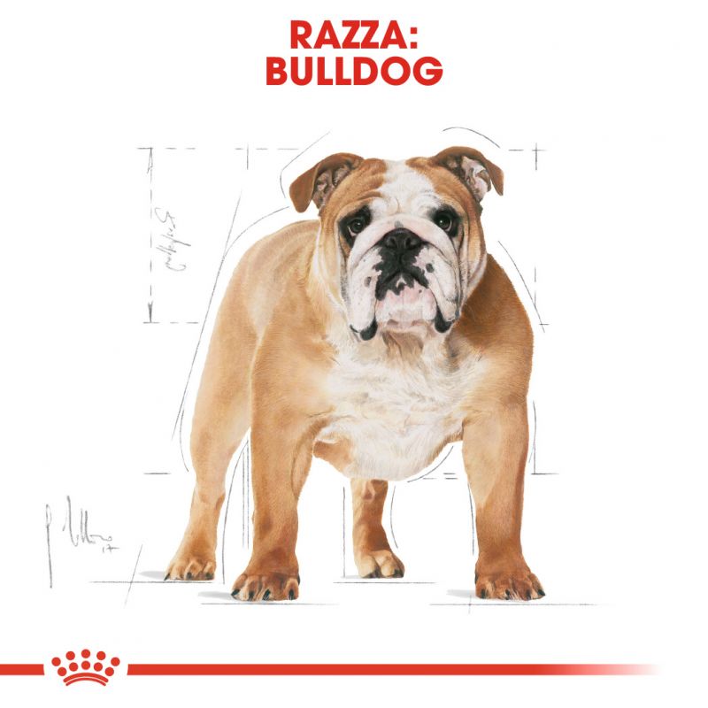 Bulldog Adult  - Crocchette per Cani