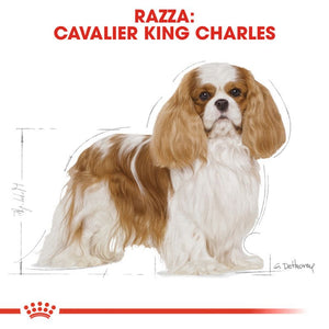 Cavalier King Charles Adult  - Crocchette per Cani