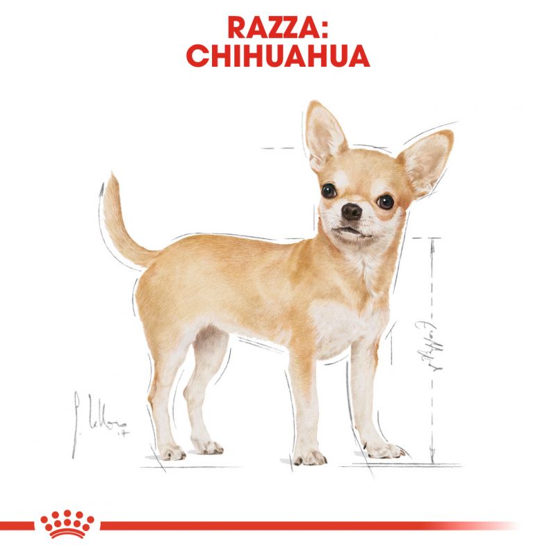 Chihuahua Adult  - Crocchette per Cani