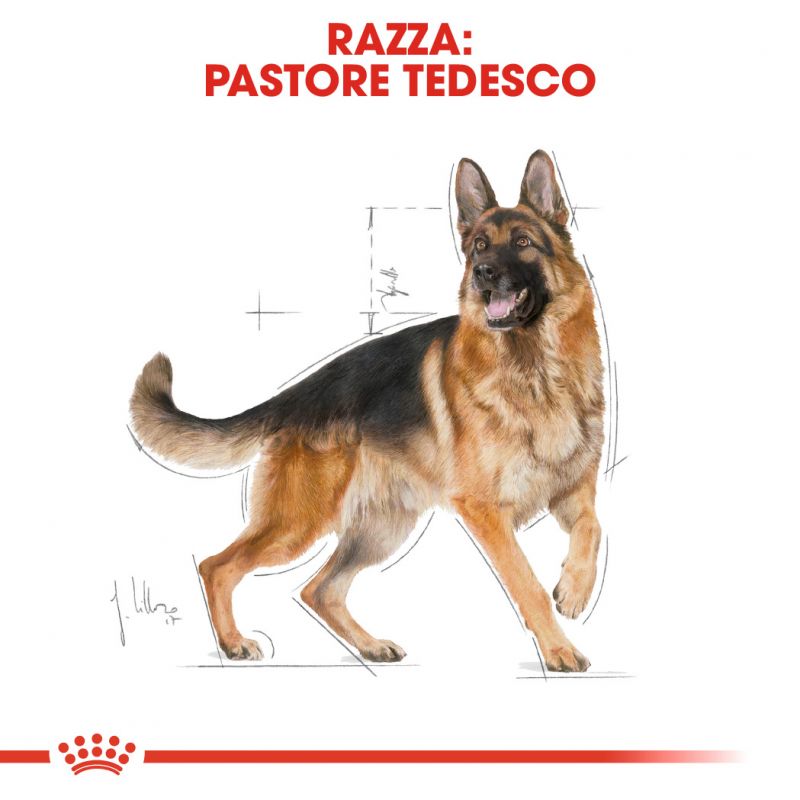 German Shepherd Adult  - Crocchette per Cani