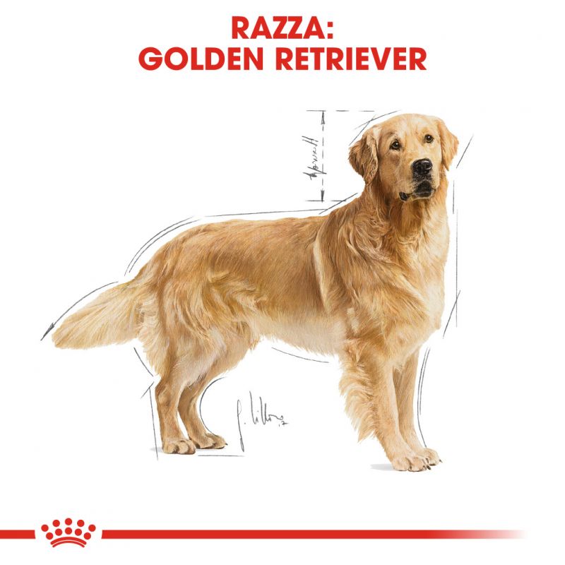 Golden Retriver Adult  - Crocchette per Cani