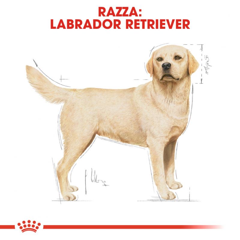 Labrador Retriever  - Crocchette per Cani