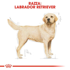 Labrador Retriever  - Crocchette per Cani