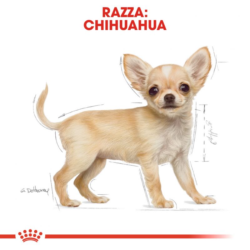 Chihuahua Puppy  - Crocchette per Cani