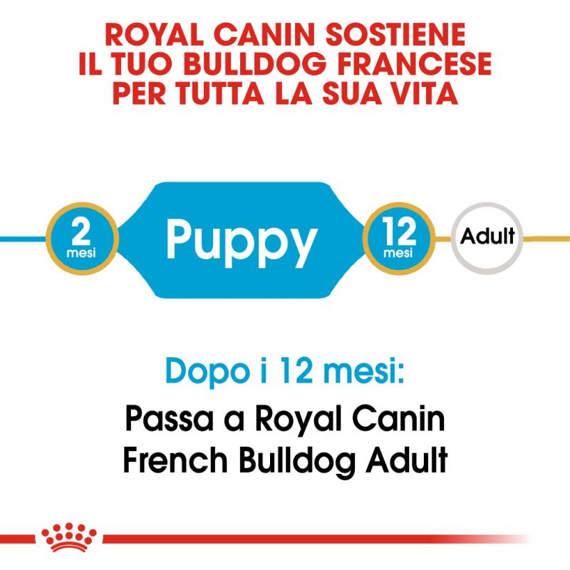French Bulldog Puppy  - Crocchette per Cani