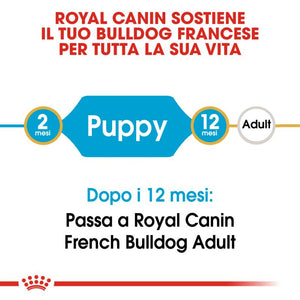 French Bulldog Puppy  - Crocchette per Cani