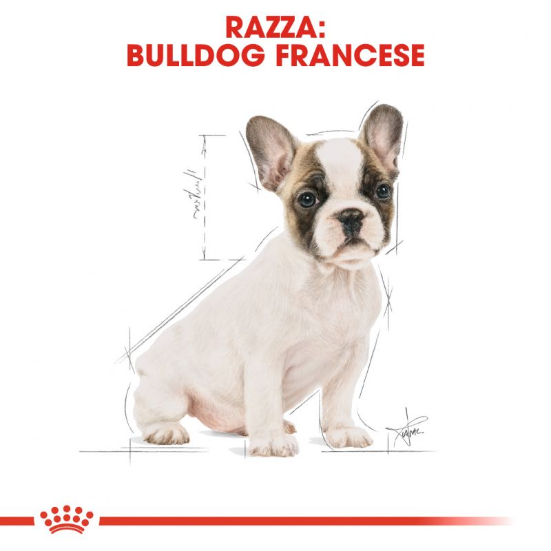 French Bulldog Puppy  - Crocchette per Cani
