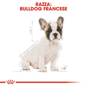 French Bulldog Puppy  - Crocchette per Cani