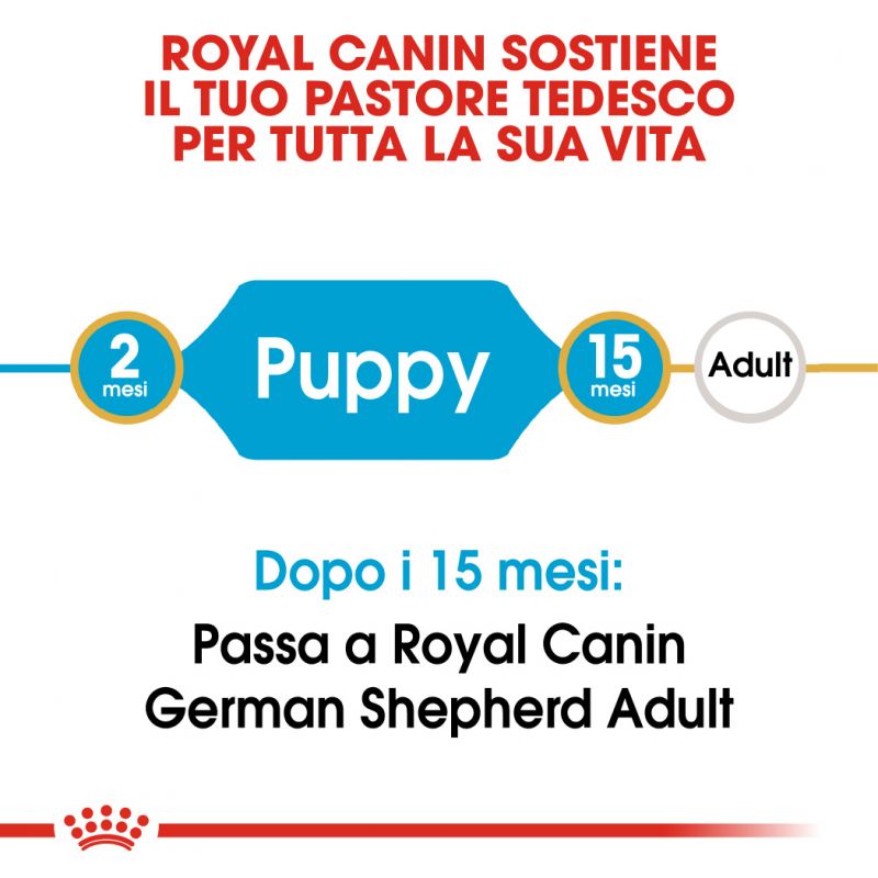German Shephered Puppy