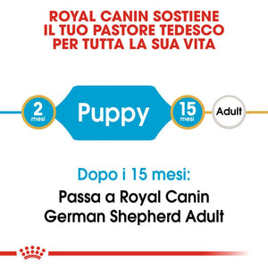 German Shephered Puppy