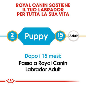 Labrador Retriever Puppy  - Crocchette per Cani