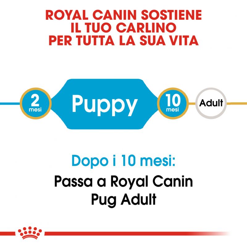 Pug Puppy - Crocchette per Cani