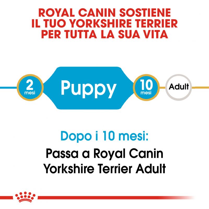 Yorkshire Terrier Puppy - Crocchette per Cani