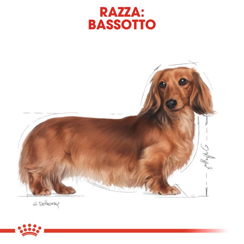 Breed Dachshund Adult - Multipack Umido per cani