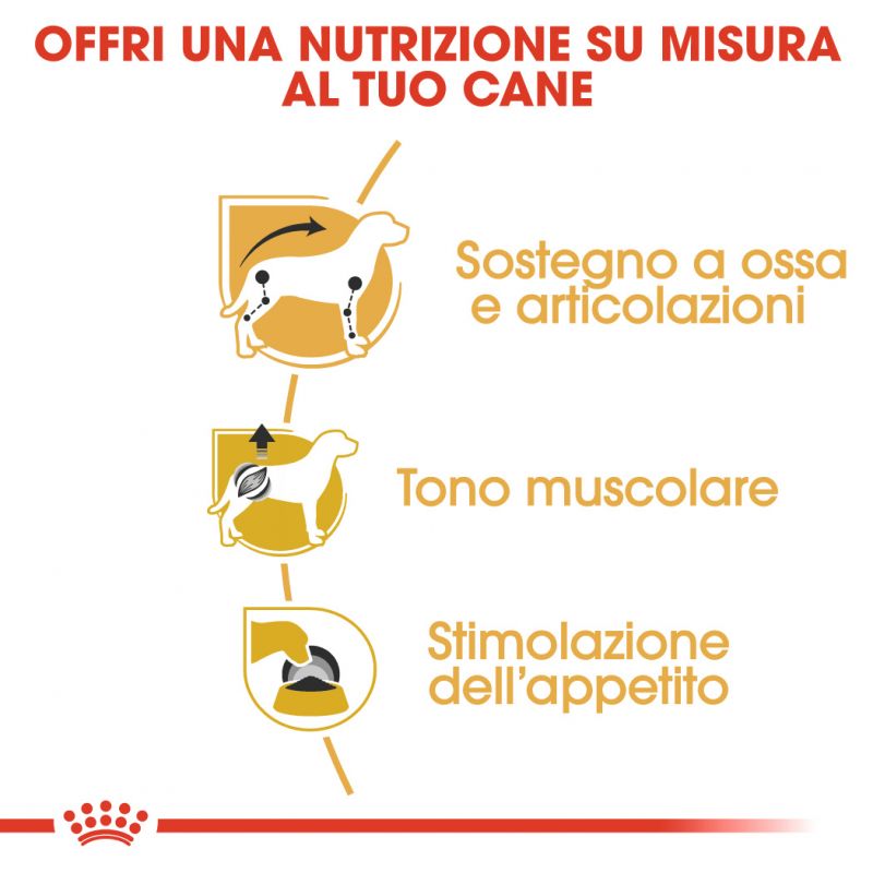 Breed Dachshund Adult - Multipack Umido per cani