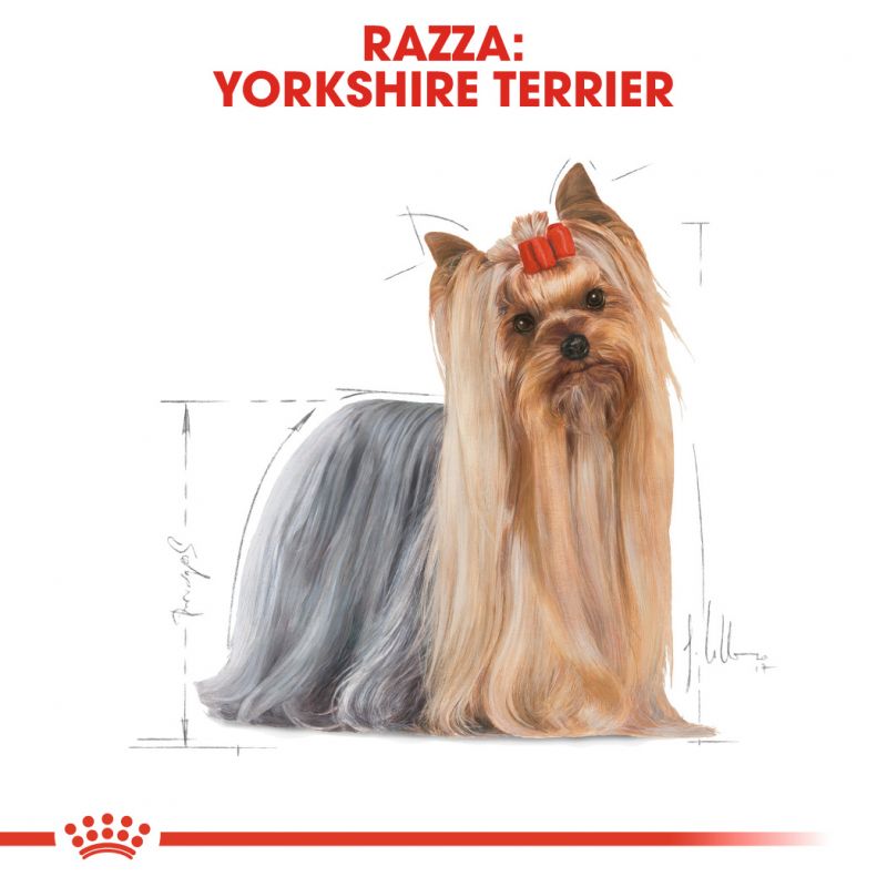 Yorkshire Terrier Adult - Crocchette per Cani