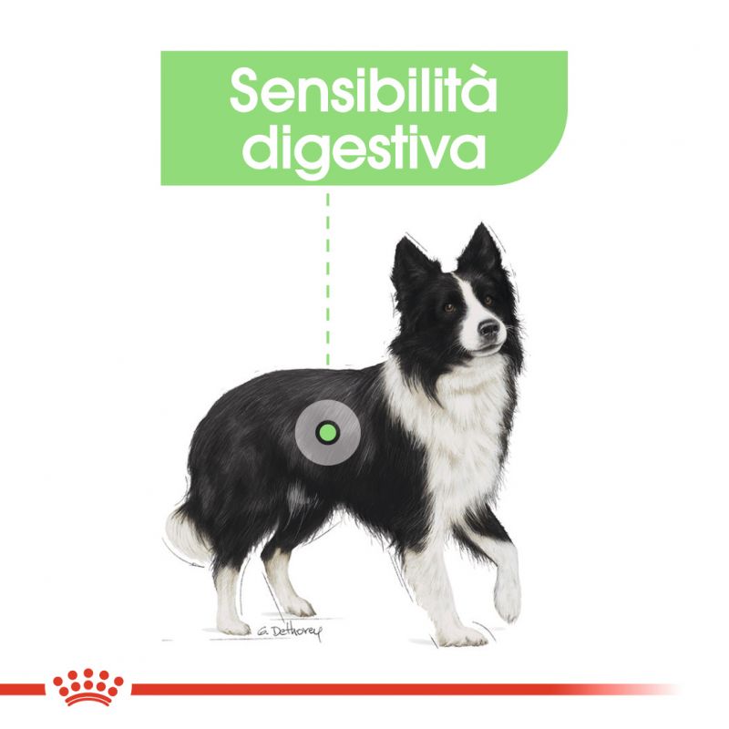 Digestive Care (Tutte le Taglie) -  Umido per Cane (In Bustina)