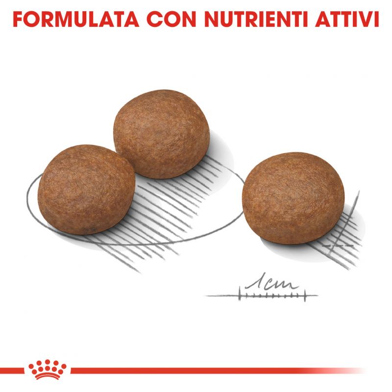 Digestive Care (Tutte le Taglie) -  Umido per Cane (In Bustina)