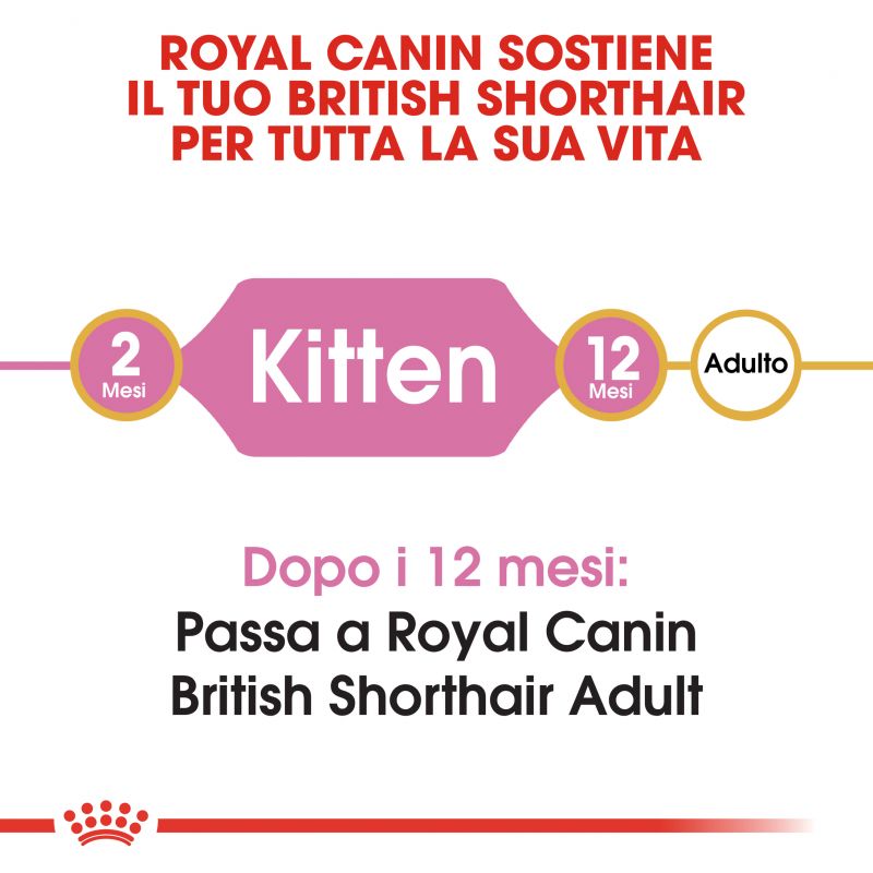 British Shorthair Kitten -  Crocchette per Gatti