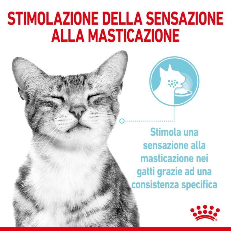 Sensory Feel  (in salsa) -  Multipack Umido per Gatti