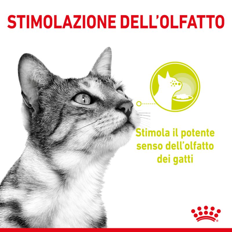 Sensory Smell (in salsa) -  Multipack Umido per Gatti