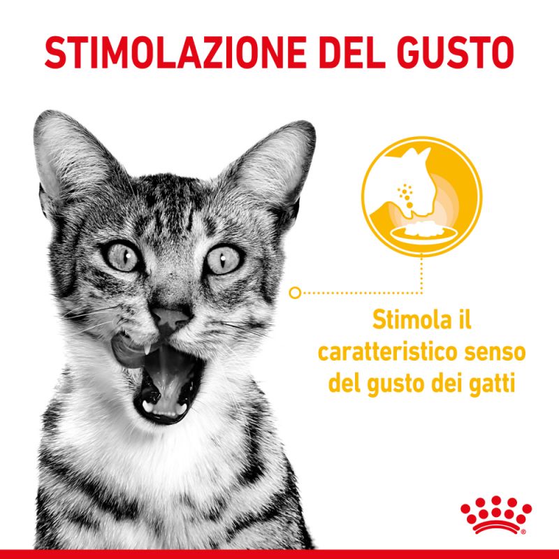 Sensory Taste (in salsa) - Multipack  Umido per Gatti