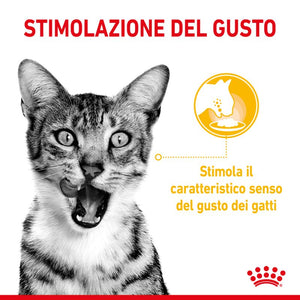 Sensory Taste (in salsa) - Multipack  Umido per Gatti